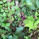 Cyclamen repandum habit picture by Patrice Nodet (cc-by-sa)