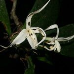 Randia genipoides flower picture by Nelson Zamora Villalobos (cc-by-nc)