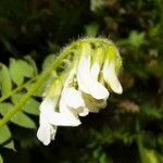 Vicia orobus flower picture by Eric Mertens (cc-by-sa)