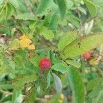 Rosa majalis fruit picture by Nicola Loher (cc-by-sa)