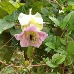 Cobaea scandens flower picture by Génesis Monroy (cc-by-sa)