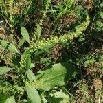 Rumex dentatus flower picture by Joseph Dupont (cc-by-sa)