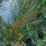 Juncus compressus fruit picture by Alexander Baransky (cc-by-sa)