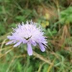 Knautia arvensis flower picture by queinec alain (cc-by-sa)