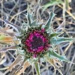 Carlina lanata flower picture by iannizzotto michele (cc-by-sa)