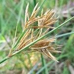 Cyperus articulatus flower picture by Trap Hers (cc-by-sa)