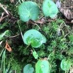 Soldanella villosa leaf picture by Diego Alex (cc-by-sa)