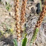 Plantago tomentosa flower picture by Trap Hers (cc-by-sa)