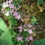 Centaurium erythraea habit picture by Boumlik Messaïli (cc-by-sa)