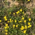 Potentilla thuringiaca flower picture by Laurence Chabalier (cc-by-sa)