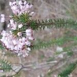 Erica multiflora flower picture by Manuel Cañizares (cc-by-sa)