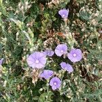 Convolvulus sabatius flower picture by Rachel woolman (cc-by-sa)