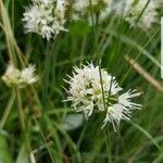 Allium ericetorum flower picture by Guido Lek (cc-by-sa)