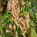 Laburnum alpinum fruit picture by koozmim (cc-by-sa)