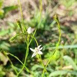 Wahlenbergia linarioides flower picture by Trap Hers (cc-by-sa)