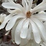 Magnolia stellata flower picture by ben vc (cc-by-sa)