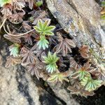 Potentilla nivalis leaf picture by Fabien Anthelme (cc-by-sa)