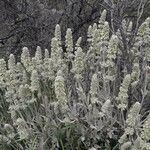 Sideritis canariensis habit picture by loic Botté (cc-by-sa)