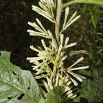 Cestrum schlechtendalii flower picture by Nelson Zamora Villalobos (cc-by-nc)