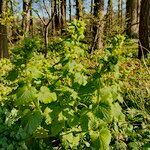 Scrophularia vernalis habit picture by Henk Van Lottum (cc-by-sa)