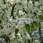 Exochorda racemosa flower picture by Sarah Beeler (cc-by-sa)