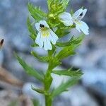 Euphrasia cuspidata flower picture by Jani Zadrgal (cc-by-sa)