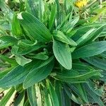 Plantago argentea leaf picture by Evelyne Giudicelli (cc-by-sa)