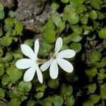 Lobelia angulata flower picture by Daniel Barthelemy (cc-by-nc)