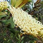 Grevillea exul flower picture by Richard Chesher (cc-by-sa)