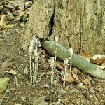 Monotropa uniflora habit picture by paige michael (cc-by-sa)