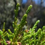 Erica mannii leaf picture by Fabien Anthelme (cc-by-sa)