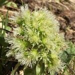 Petasites albus fruit picture by Daniel Barthelemy (cc-by-nc)