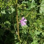 Malva sylvestris flower picture by Eve Merlo (cc-by-sa)