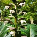 Acanthus mollis flower picture by roncuzzi rocco (cc-by-sa)