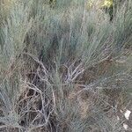 Ephedra fragilis habit picture by Prieta Javier (cc-by-sa)