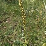 Orchis anthropophora habit picture by Frederic Vieilledent (cc-by-sa)