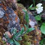 Arabis ciliata flower picture by Franco Colnago (cc-by-sa)