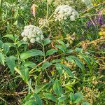 Angelica heterocarpa flower picture by Alain Lagrave (cc-by-sa)