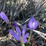 Crocus carpetanus habit picture by Collados Ana (cc-by-sa)