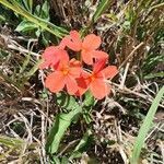 Crossandra massaica flower picture by susan brown (cc-by-sa)