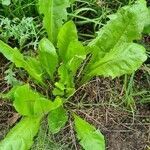 Crepis sancta leaf picture by krammofoon (cc-by-sa)