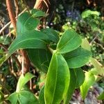 Medinilla crassifolia leaf picture by Pierre Bonnet (cc-by-sa)