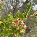 Lyonia lucida flower picture by Shea EmerD (cc-by-sa)