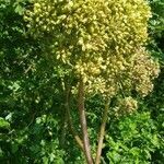 Angelica archangelica fruit picture by Hosseini Amjad (cc-by-sa)