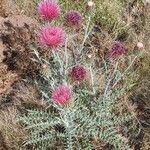 Cirsium arizonicum flower picture by Roxanne Cariadi-Kimbler (cc-by-sa)