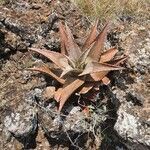 Aloe secundiflora habit picture by susan brown (cc-by-sa)