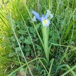 Iris xiphium habit picture by Sergio costantini (cc-by-sa)