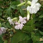 Saponaria officinalis fruit picture by Merche Jimenez (cc-by-sa)