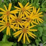 Ligularia dentata flower picture by Emma Jones (cc-by-sa)