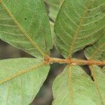 Inga herrerae leaf picture by Nelson Zamora Villalobos (cc-by-nc)